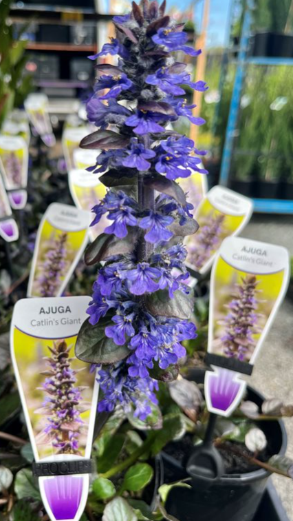 Ajuga Reptans Catlins Giant Echuca Moama Plant Farm