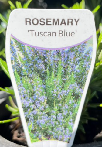 Rosmarinus Officinalis Tuscan Blue Rosemary Echuca Moama Plant Farm