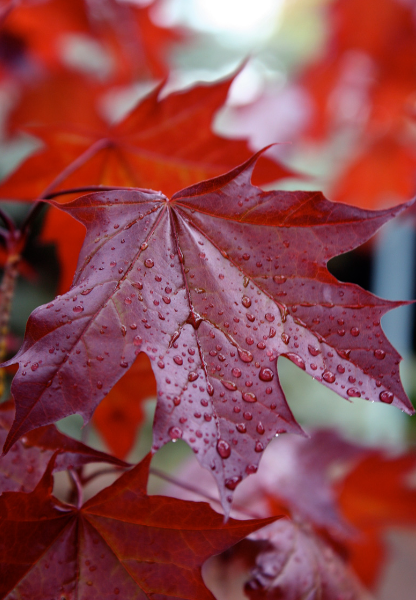 Acer Truncatum X Platanoides Crimson Sunset Jfs Kw Echuca