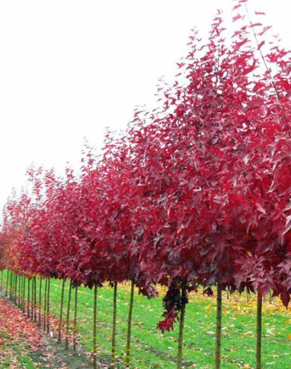 Acer Truncatum X Platanoides Urban Sunset Jfs Kw Echuca Moama