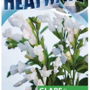 SALVIA 'Heatwave Glare'