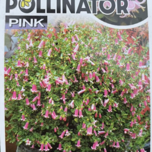 CORREA 'Pink Perfect Pollinator'