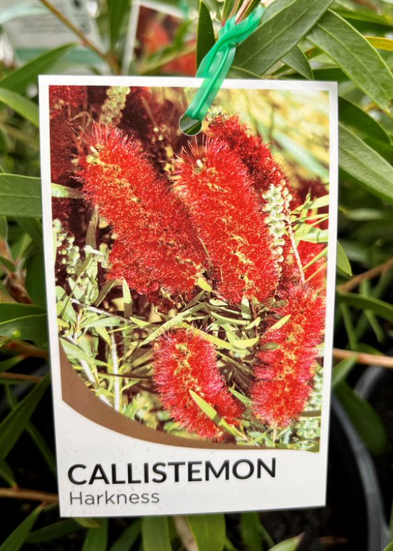 CALLISTEMON 'Harkness' - Echuca Moama Plant Farm