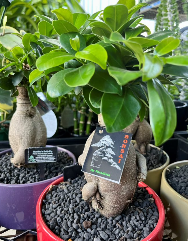 BONSAI Pot Belly Fig - Echuca Moama Plant Farm