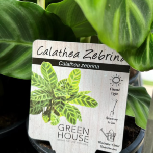 CALATHEA zebrina