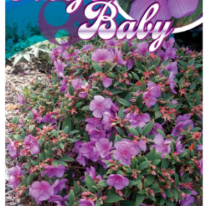 TIBOUCHINA 'Mojo Baby'