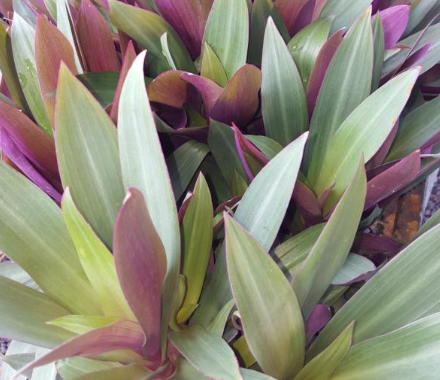 RHOEO spathacea Dwarf - Echuca Moama Plant Farm