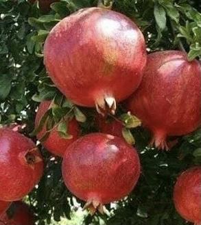 PUNICA granatum 'Pommegranite'