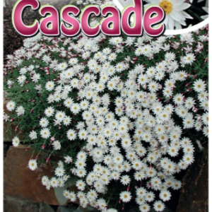RHODANTHE 'Paper Cascade'