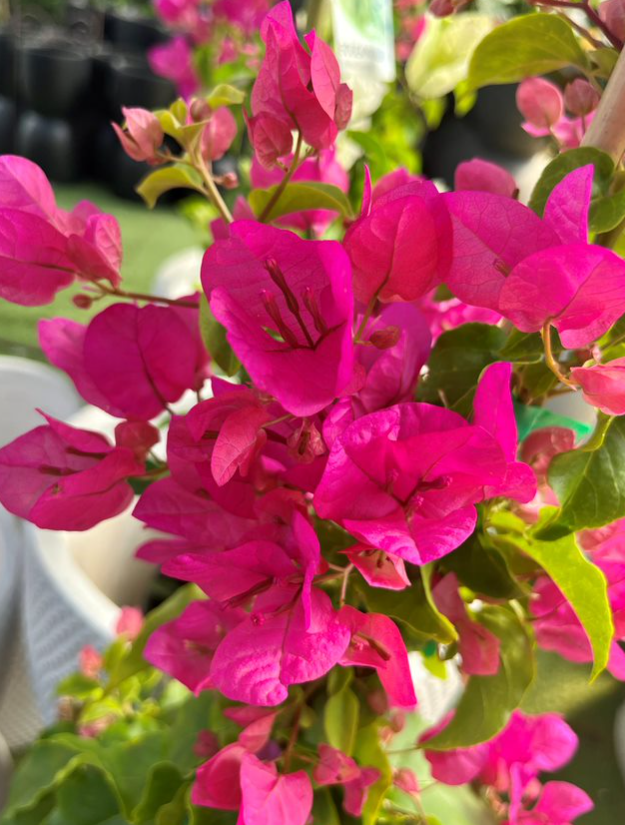 BOUGAINVILLEA glabra 'Mrs H.C. Buck' - Echuca Moama Plant Farm