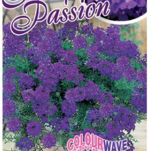 VERBENA ‘Purple Passion’