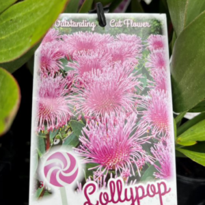 ISOPOGON latifolius 'Lollypop'