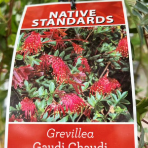 GREVILLEA 'Gaudi Chaudi'