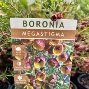 BORONIA megastigma