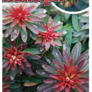 EUPHORBIA ‘Rudolph'