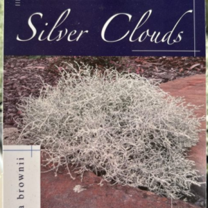 LEUCOPHYTA brownii ‘Silver Clouds’
