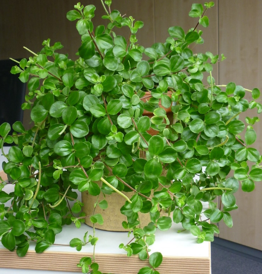 PEPEROMIA rotundifolia 'rondo venitiano' - Echuca Moama Plant Farm