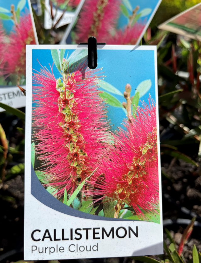 CALLISTEMON 'Purple Cloud' - Echuca Moama Plant Farm