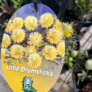 ISOPOGON anemonifolius ‘Little Drumsticks'