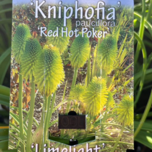 KNIPHOFIA' Limelight'