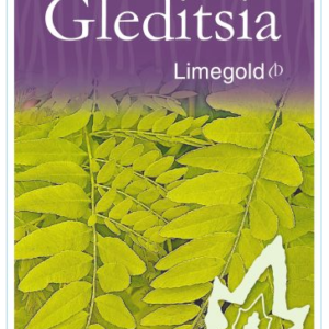 GLEDITSIA triacanthos inermis 'Limegold'
