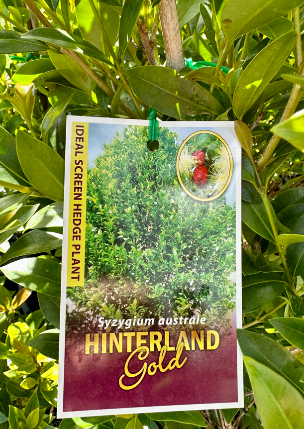 Buy Lilly Pilly Hinterland Gold Shrub Plant Syzygium Australe | Hot Sex ...