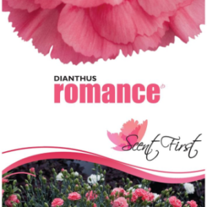 DIANTHUS 'Romance'
