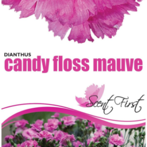 DIANTHUS 'Candy Floss Mauve'
