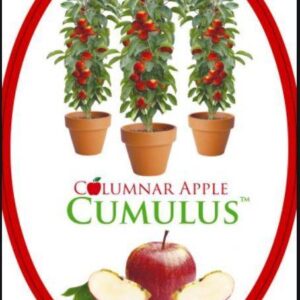 COLUMNAR apple 'Cumulus'