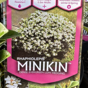 RHAPHIOLEPIS 'Minikins'