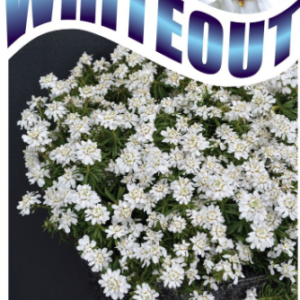 IBERIS 'Whiteout'