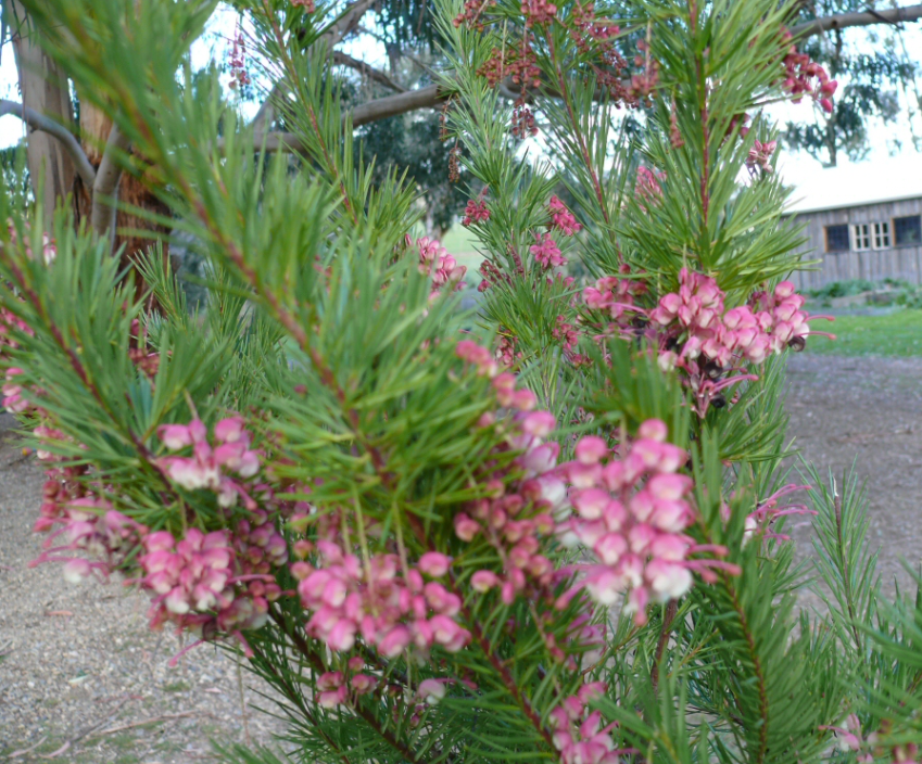 GREVILLEA 'Rosy Posy' - Echuca Moama Plant Farm