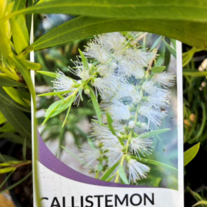CALLISTEMON viminalis 'Wilderness White'