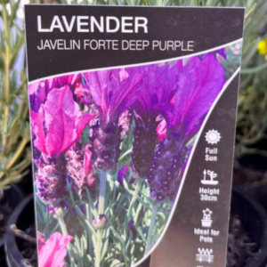 LAVENDER Javelin Forte 'Deep Purple'