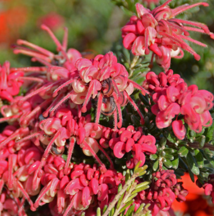 GREVILLEA 'Woolly Bear Hero' - Echuca Moama Plant Farm