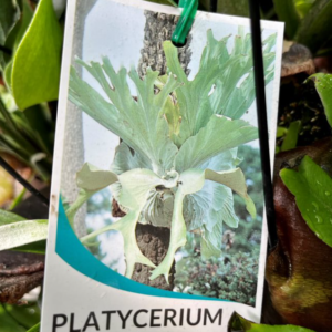 PLATYCERIUM 'Staghorn Fern'