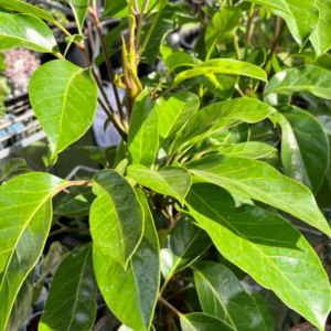 SCHEFFLERA 'Amate'