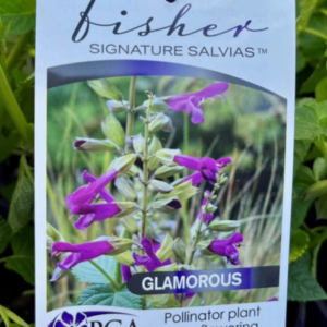 SALVIA 'Glamorous Fisher SS'