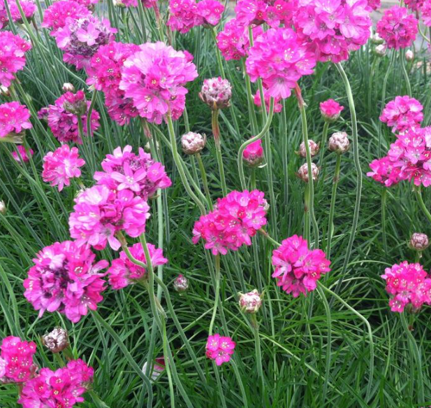 ARMERIA 'Pink Seduction' - Echuca Moama Plant Farm