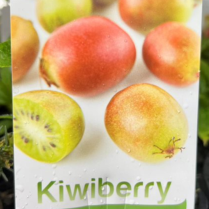 ACTINIDIA arguta issai (Kiwiberry)