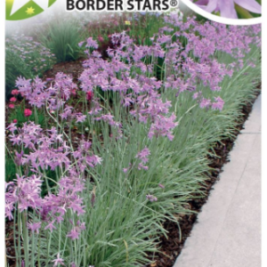 TULBAGHIA 'Silver Lace'