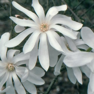 MAGNOLIA ‘Royal Star’