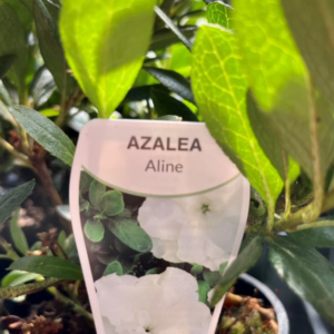 AZALEA 'Aline' (Bush)