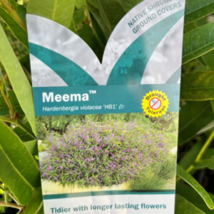 HARDENBERGIA violacea 'Meema'