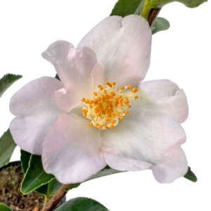 CAMELLIA sasanqua 'Reminiscence'