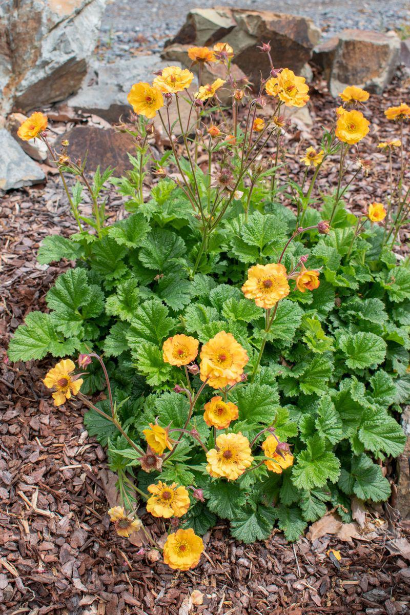 GEUM JAZZY 'Alabama Slammer' - Echuca Moama Plant Farm