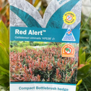 CALLISTEMON 'Red Alert' (KPS38)