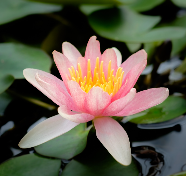 NYMPHAEA 'Sioux Apricot' (Water Lily) - Echuca Moama Plant Farm