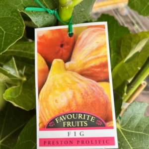 FIG 'Preston Prolific'