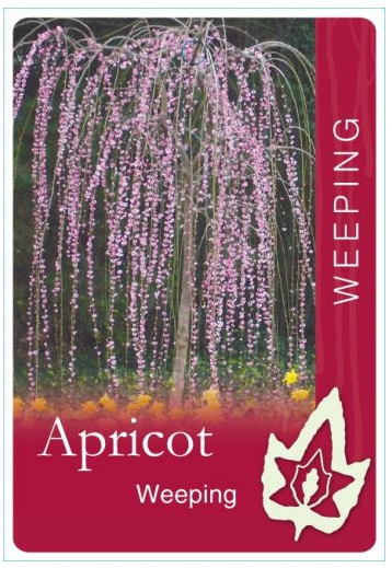 Prunus Mume Pendula Weeping Apricot Blerick Tree Farm My Xxx Hot Girl